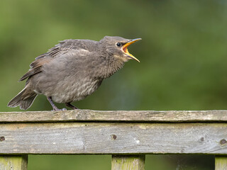 young Starling squawking to get attention