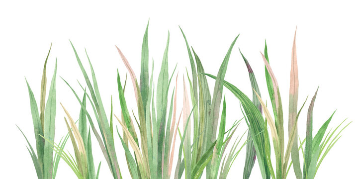 Hand drawn watercolor grass isolated on white background. Abstract grass. Spring. Summer.