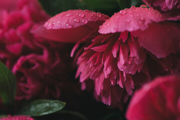 Purple peonies on a black background. Close-up. Dew on peony petals