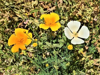 flowers on a grass