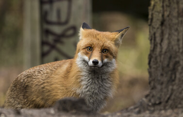 Rotfuchs (Vulpes vulpes ) direkter Kamerablick , in Berlin Hermsdorf 