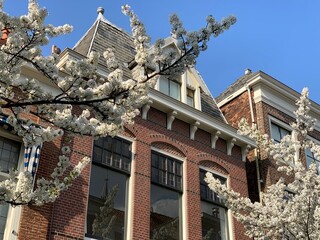 Blooming tree in Delft