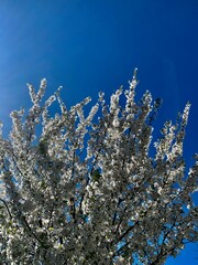 blossom tree