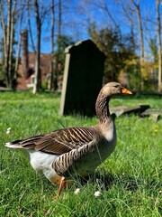 Goose at graveyard
