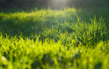 close-up beautiful fresh green grass. closeup of a lawn in the rays of sunlight. natural green background. 