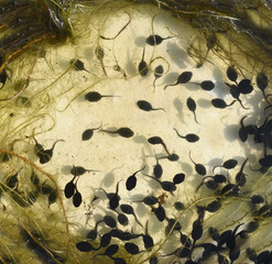 Tadpoles, bufo