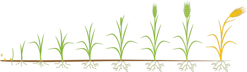 Rye life cycle. Stages of growth from seed to mature rye plant with root system isolated on white background