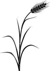 Black silhouette of rye plant
