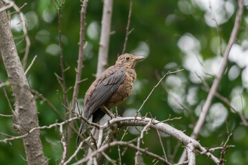 Fototapeta premium Close-up of a sitting common blackbird during spring time