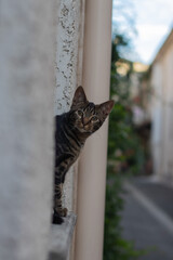Kitty