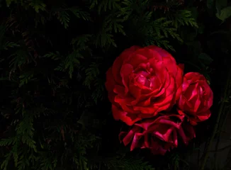 Poster Im Rahmen Roses - Rosas - Rojas © Lizbeth
