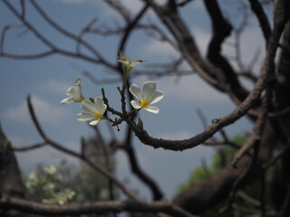 branch of a tree in spring
