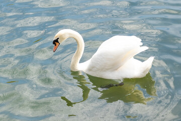 Graceful white swan swims in the lake, swans in the wild. Portrait of a white swan floating on a lake.