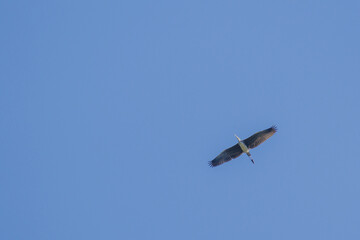 ダイサギが空を舞う
