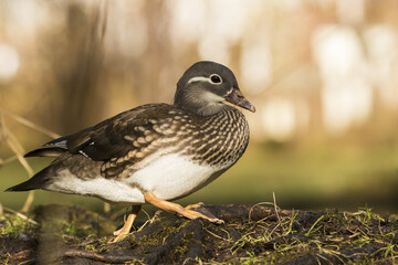 Mandarinente , Weibchen (Aix galericulata ) , läuft am Uferbereich von einem kleinen Kanal ,im Tegeler Fließ , in Berlin 