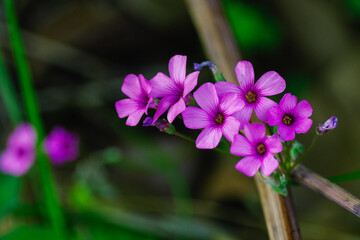 イモカタバミが咲きほこる