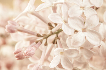 Fototapeta premium Pale pink beige neutral color little lilac flowers and one closed bud on branch for wedding invitation or romantic floral wallpaper macro