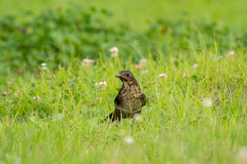 Close-up of a sitting common blackbird during spring time
