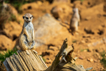 A standing meerkat on a lookout