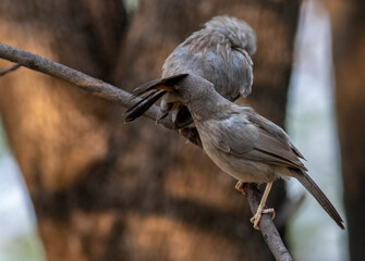 Jungle Babblers