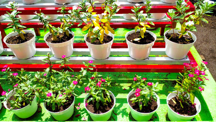 White pots and beautiful flowers line the garden