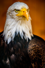 Obraz premium The bald eagle (Haliaeetus leucocephalus).