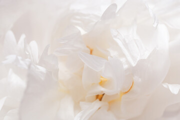 Fototapeta na wymiar Closeup white peony flower, blurred macro petals pale pink color, natural floral background. Natural fresh blossoming flower of peony. Spring blooming, aesthetic flowery nature fon