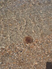 Fototapeta na wymiar stones on the beach and jellyfish