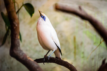 The Critically endangered Bali myna (Leucopsar rothschildi), also known as Rothschild's mynah, Bali starling, or Bali mynah, locally known as jalak Bali.