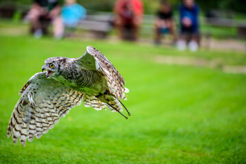 The Eurasian eagle-owl (Bubo bubo) also known as western Siberian eagle-owl.