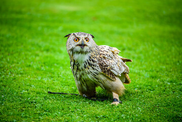 The Eurasian eagle-owl (Bubo bubo) also known as western Siberian eagle-owl.