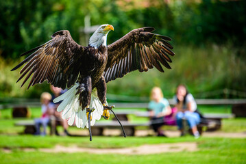 Flying bald eagle (Haliaeetus leucocephalus) during a show.