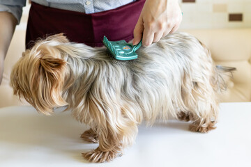 Grooming animals, grooming, drying and styling dogs, combing wool. Grooming master cuts and shaves, cares for a dog. Beautiful Yorkshire Terrier