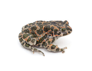 Fototapeta premium One big spotted frog.