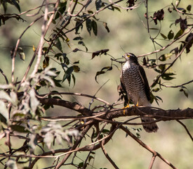 shikra