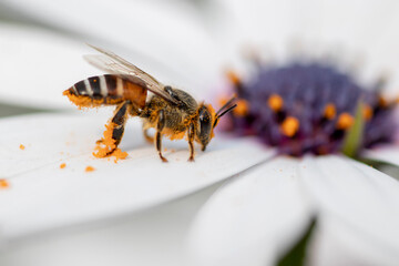 honey bee with flower