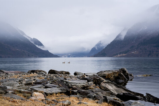 Norwegian fjord with clear water in early spring when there is still a bit of white snow in the mountains and they are foggy, but there are big stones in the plan