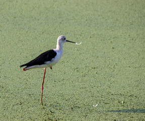 black wing stilt