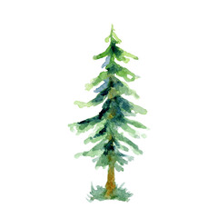 Watercolor spruce tree with grass isolated on a white background