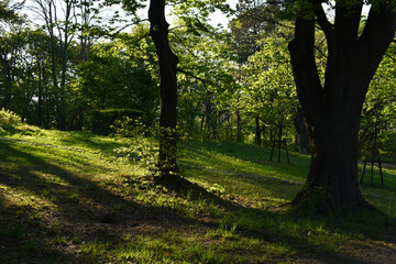 The atmospheric cozy forest park with the afternoon sunshine in Sapporo Japan