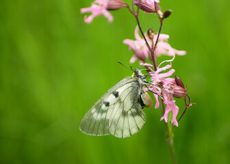 Clouded apollo Parnassius mnemosyne butterfly sucks nectar eating flower eat plant cock's kaim Lychnis flos-cuculi flowering, butterflies wildlife insect detail close-up wings white meadows Litovelske