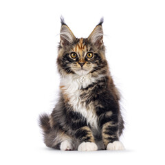 Impressive tortie with white Maine Coon cat kitten, sitting up facing front. Looking naughty...