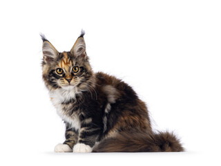 Impressive tortie with white Maine Coon cat kitten, sitting up side ways. Looking naughty towards...