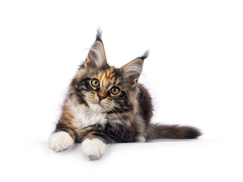Impressive tortie with white Maine Coon cat kitten, laying facing front on edge. Looking towards camera with amber eyes. Isolated on white background.