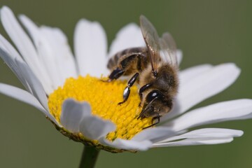 A forest bee collects nectar on a daisy