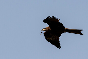 kite