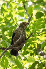Close-up of a sitting fledgling ofcommon blackbird during spring time
