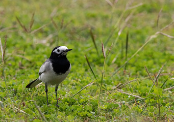 Obraz premium wagtail