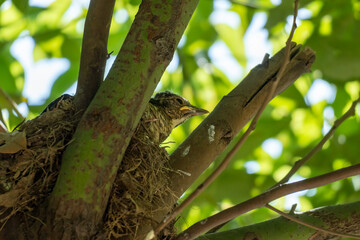 Fototapeta premium Close-up of a sitting common blackbird during spring time