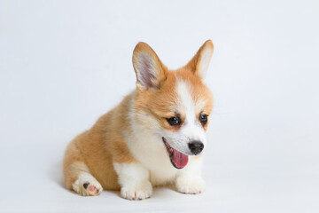 Portrait of a cute corgi puppy. A small yawning dog on a gray background.